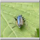 Oedemera nobilis - Scheinbockkaefer w02.jpg